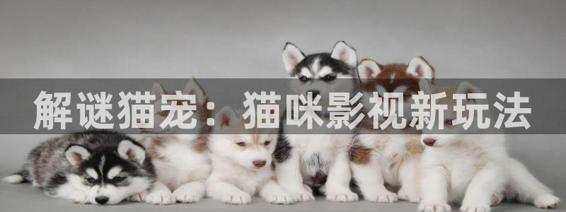 熊猫电影yy8y3免费播放：解谜猫宠：猫咪影视新玩法