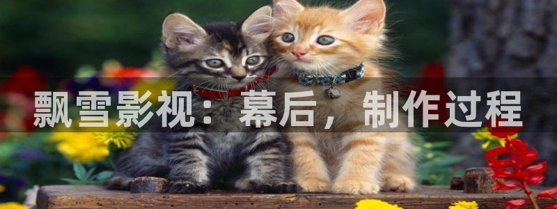电影 熊猫